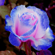 💥50% OFF 💙Blue Enchantress Mix Blue Rose Seeds✨