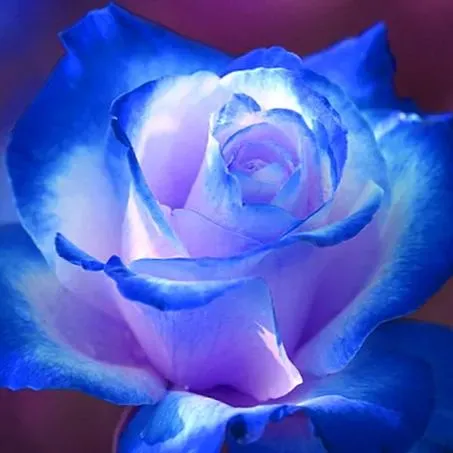 💥50% OFF 💙Blue Enchantress Mix Blue Rose Seeds✨