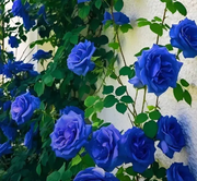💥50% OFF 💙Blue Enchantress Mix Blue Rose Seeds✨