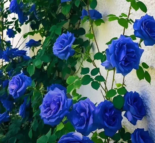 💥50% OFF 💙Blue Enchantress Mix Blue Rose Seeds✨