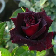 💥50% OFF 💙Blue Enchantress Mix Blue Rose Seeds✨