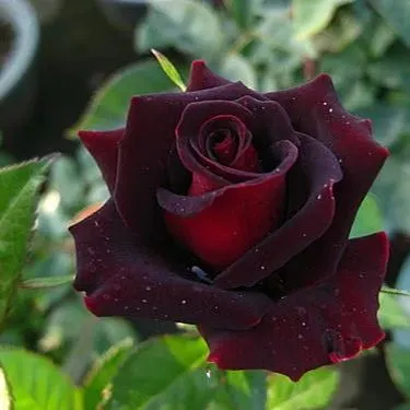 💥50% OFF 💙Blue Enchantress Mix Blue Rose Seeds✨