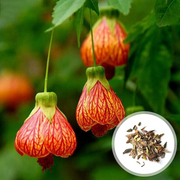 🌼Last Day Sale - 60% OFF💐Abutilon Pictum Seeds
