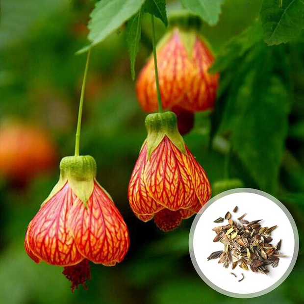 🌼Last Day Sale - 60% OFF💐Abutilon Pictum Seeds