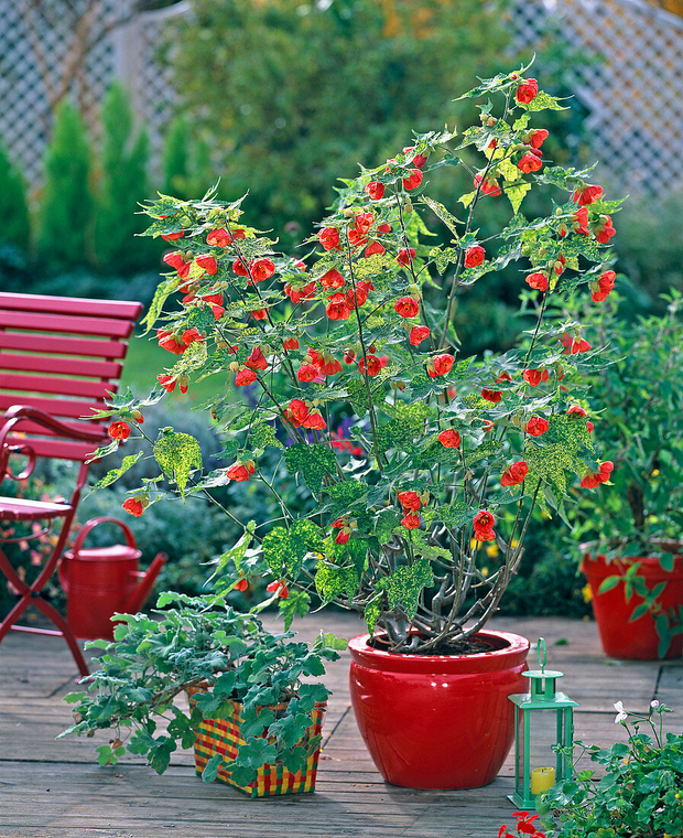 🌼Last Day Sale - 60% OFF💐Abutilon Pictum Seeds