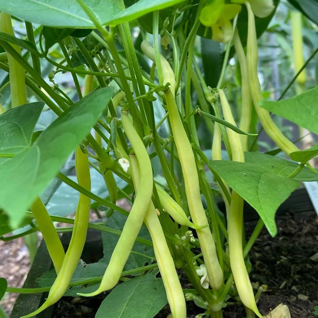 Bush Beans🫛Seeds(High Yield)