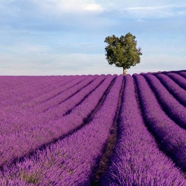 Last Day Sale - 60% OFF💐Provence Lavender Seeds Fragrant Organic Flower Seeds Home Garden Bonsai Plant