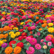 🌺Double Zinnia Mixed Color Seeds