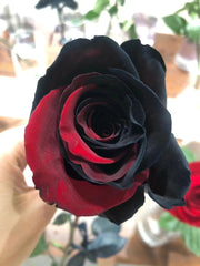 Carmen Rose - Twin Red Black Rose Seeds