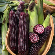 Black Corn Seeds-Organic Maiz Morado