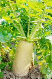 💎White Icicle Radish,Easy to grow, high yield:  the new star of the family garden! 🥕