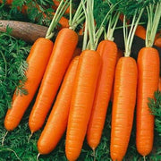 🌱 Organic Carrot Seeds – A Natural Miracle from Field to Table! 🥕