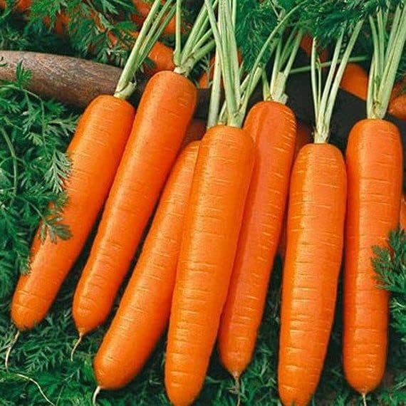 🌱 Organic Carrot Seeds – A Natural Miracle from Field to Table! 🥕