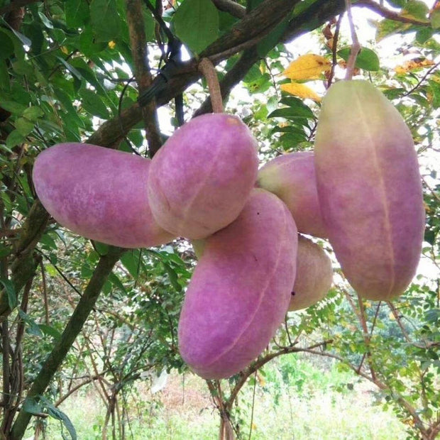 Stauntonia Latifolia Seeds-Organic Food😍