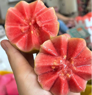 💗Tropical Strawberry Guava Organic Pink Guava Seeds💗