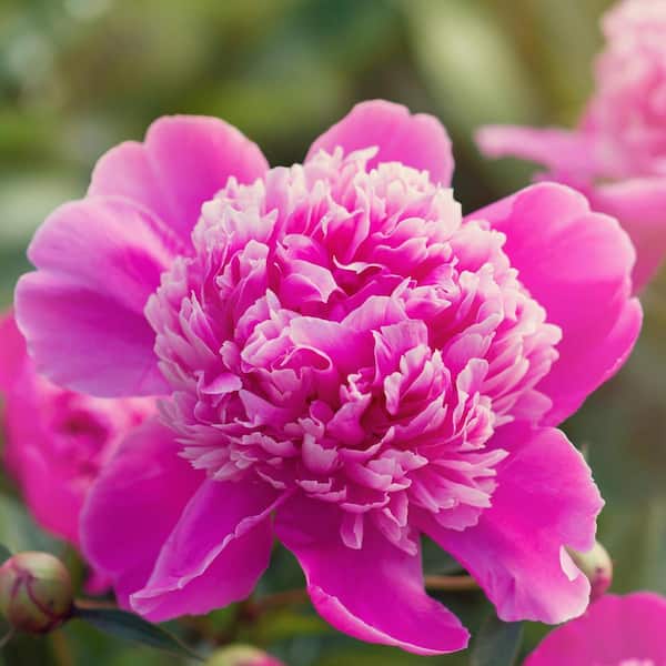 🌺Multicolor Double Peony - The Stunning Flower Of Time