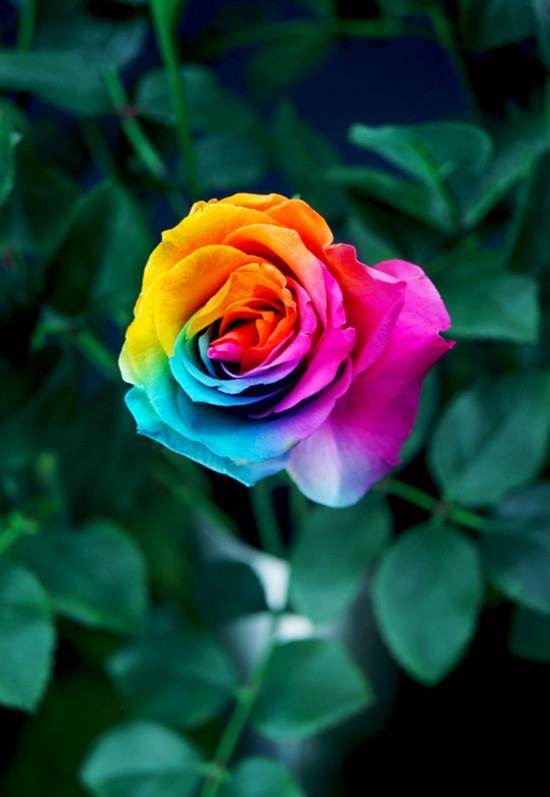 🌹Rainbow Rose Seeds