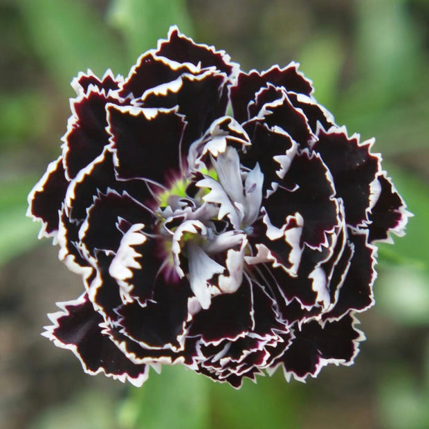 Dianthus Heddewigii Black White Carnation Flower Seed, Dianthus Flower, Natural, Non GMO, Heirloom