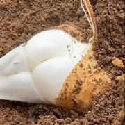Jicama Pachyrhizus Erosus Seeds🥔