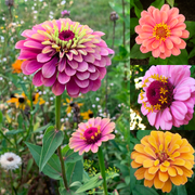 Mixed Zinnia Seeds