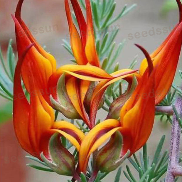 🦜Parrot's Beak Lotus Japonicus Seeds🌿