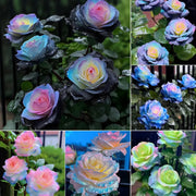 💥50% OFF 💙Blue Enchantress Mix Blue Rose Seeds✨
