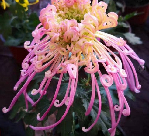 🌼🌼Beautiful Rare Spider Chrysanthemum 🌻 Very Easy
