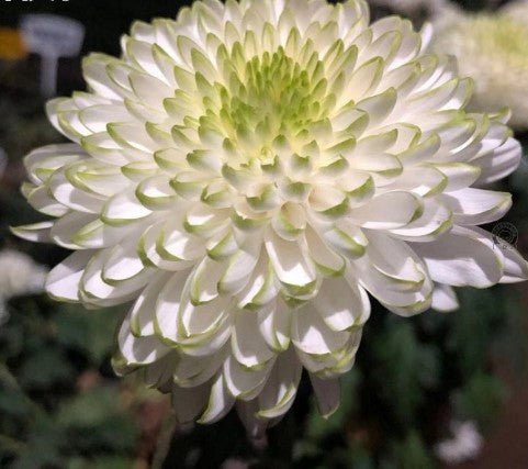 🌼🌼Beautiful Rare Spider Chrysanthemum 🌻 Very Easy