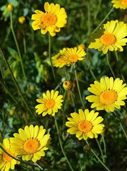 EVERLASTING STRAWFLOWER VINTAGE WHITE