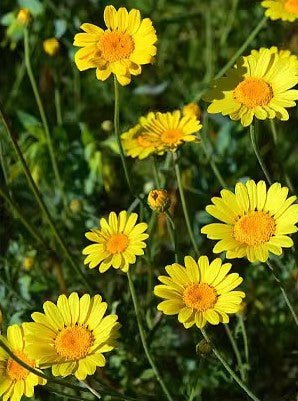 EVERLASTING STRAWFLOWER VINTAGE WHITE