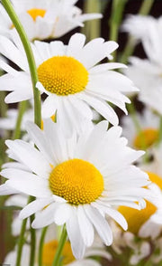 EVERLASTING STRAWFLOWER VINTAGE WHITE