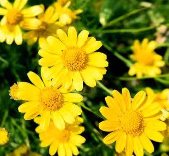 EVERLASTING STRAWFLOWER VINTAGE WHITE