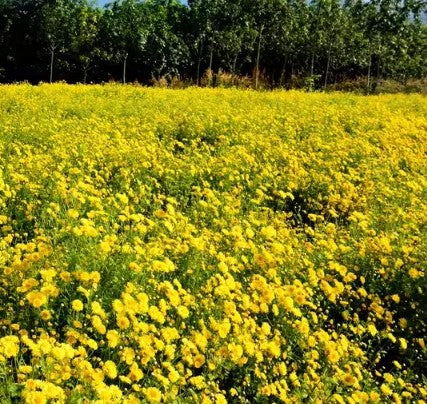 EVERLASTING STRAWFLOWER VINTAGE WHITE