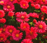 EVERLASTING STRAWFLOWER VINTAGE WHITE