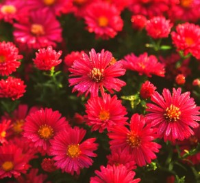 EVERLASTING STRAWFLOWER VINTAGE WHITE