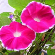 💐 Morning Glory Seeds