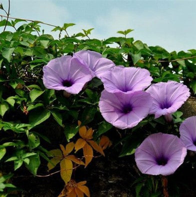 💐 Morning Glory Seeds