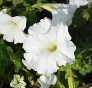 💐 Morning Glory Seeds