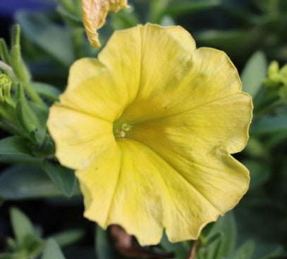💐 Morning Glory Seeds
