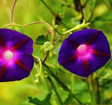 💐 Morning Glory Seeds