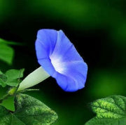 💐 Morning Glory Seeds