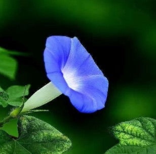 💐 Morning Glory Seeds
