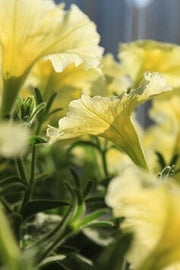 💐 Morning Glory Seeds