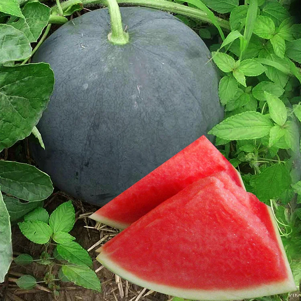 🍉Indulge in Sweetness: Black Diamond Watermelon Seeds, Seedless Bliss✨
