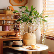 🌼WEEPING JASMINE SEEDS - WHITE JADE BUTTERFLY