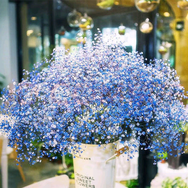 🌟Gypsophila—Sky Full Of Stars
