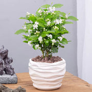 Cape Jasmine Seeds-50% OFF