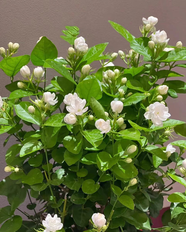 Cape Jasmine Seeds-50% OFF