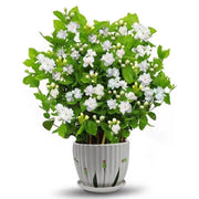 Cape Jasmine Seeds-50% OFF