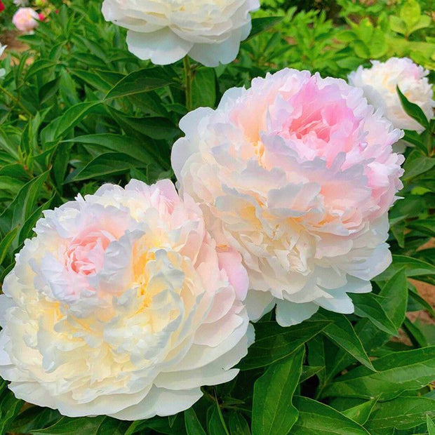 🌺The Queen of Flowers—Peony Flower
